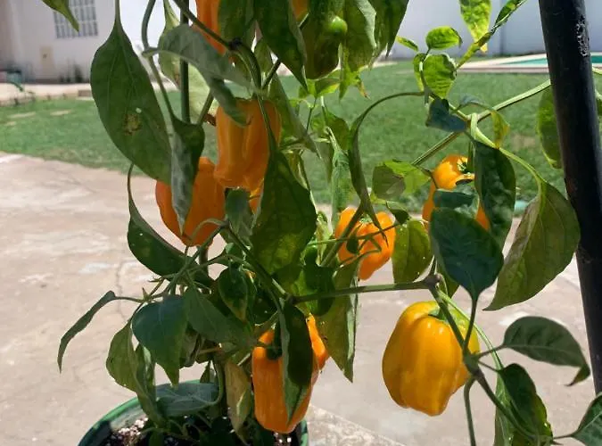 Bam's Farm * Alcobaca